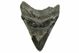 Bargain, Fossil Megalodon Tooth - South Carolina #370009-1